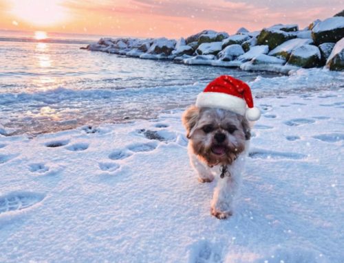 Season’s Greetings from the ICS Accounting team